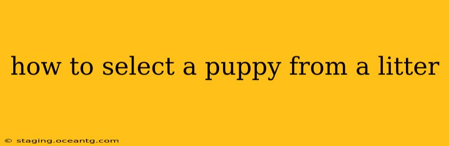 how to select a puppy from a litter