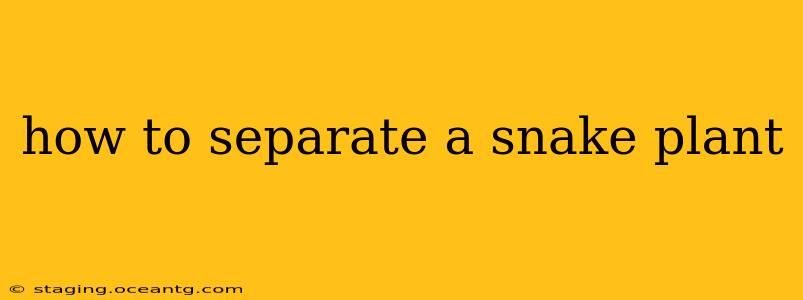 how to separate a snake plant