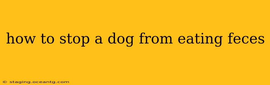 how to stop a dog from eating feces
