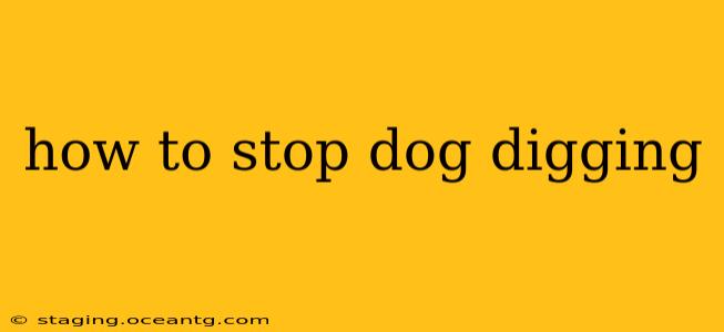 how to stop dog digging