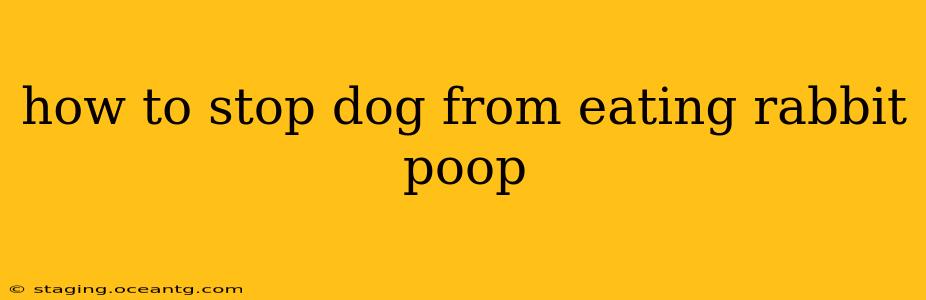 how to stop dog from eating rabbit poop