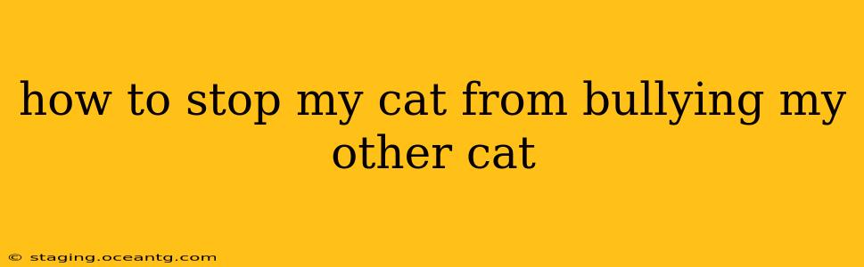 how to stop my cat from bullying my other cat