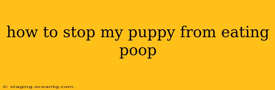 how to stop my puppy from eating poop