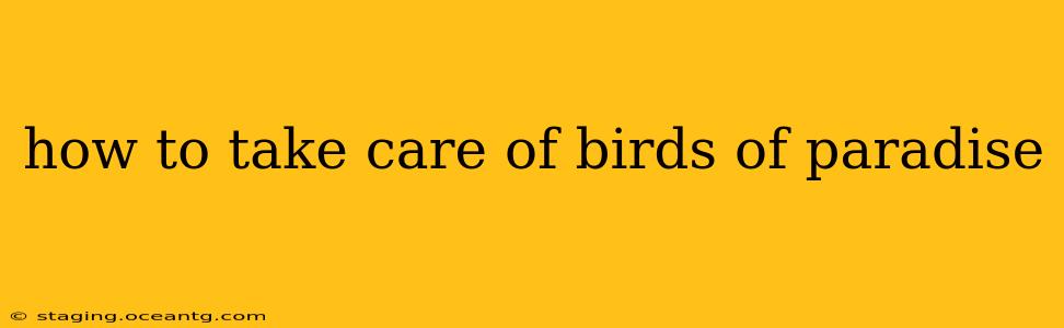 how to take care of birds of paradise