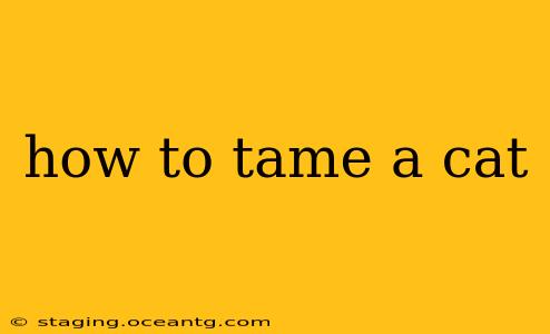 how to tame a cat
