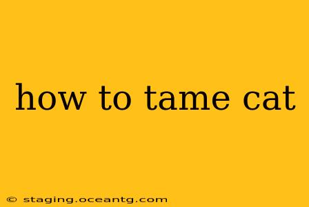 how to tame cat