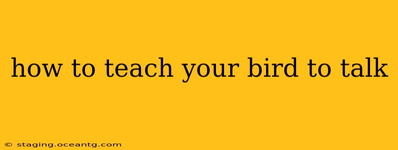 how to teach your bird to talk