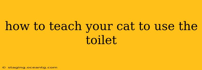 how to teach your cat to use the toilet