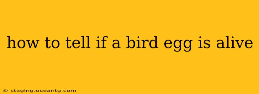 how to tell if a bird egg is alive