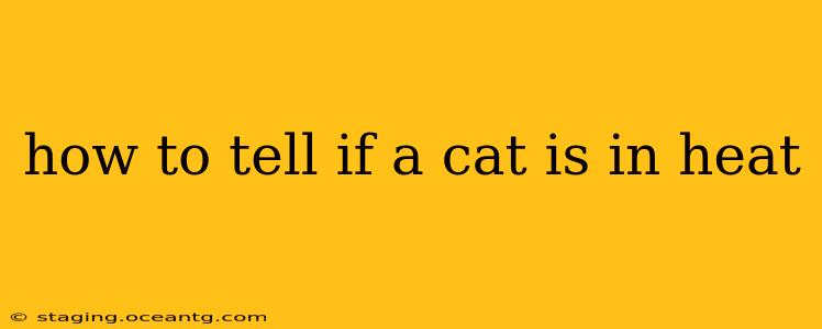 how to tell if a cat is in heat