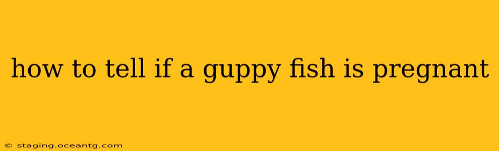 how to tell if a guppy fish is pregnant
