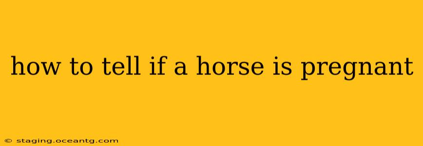 how to tell if a horse is pregnant