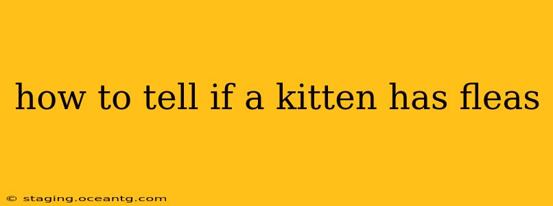 how to tell if a kitten has fleas