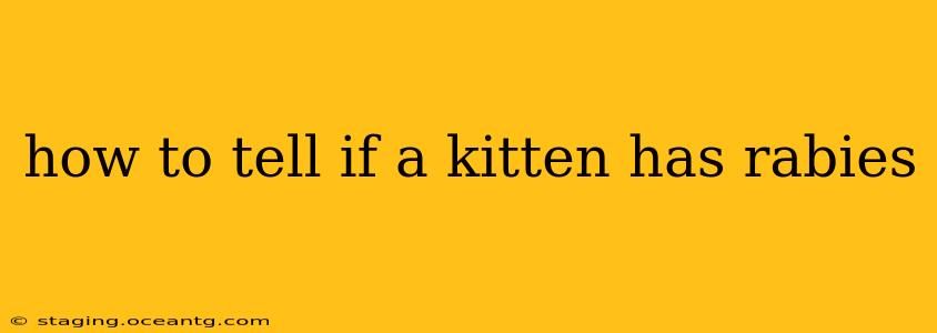 how to tell if a kitten has rabies