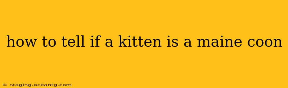 how to tell if a kitten is a maine coon