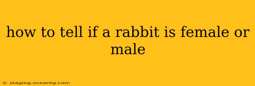 how to tell if a rabbit is female or male