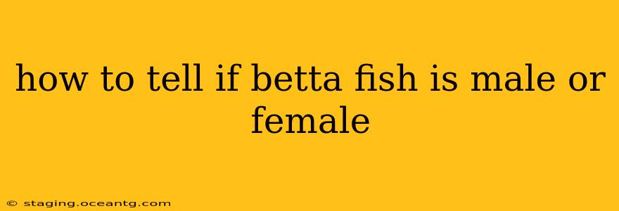 how to tell if betta fish is male or female