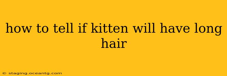 how to tell if kitten will have long hair