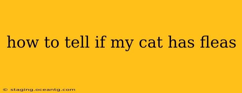 how to tell if my cat has fleas