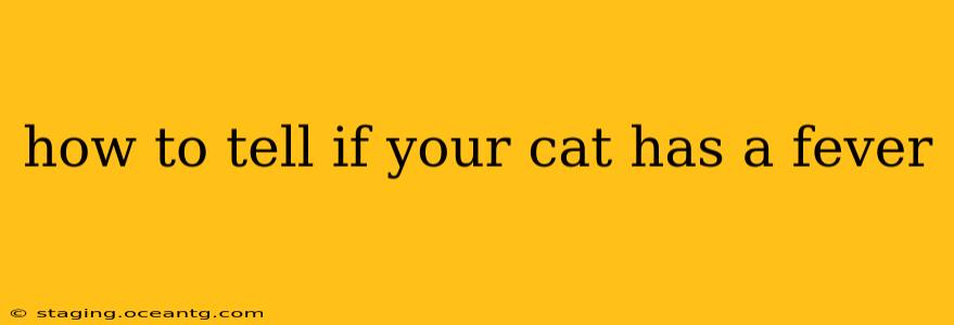how to tell if your cat has a fever