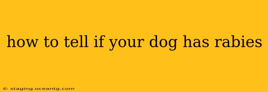 how to tell if your dog has rabies
