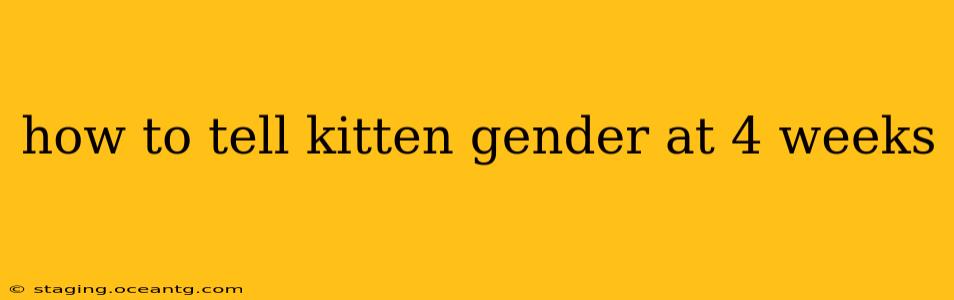 how to tell kitten gender at 4 weeks