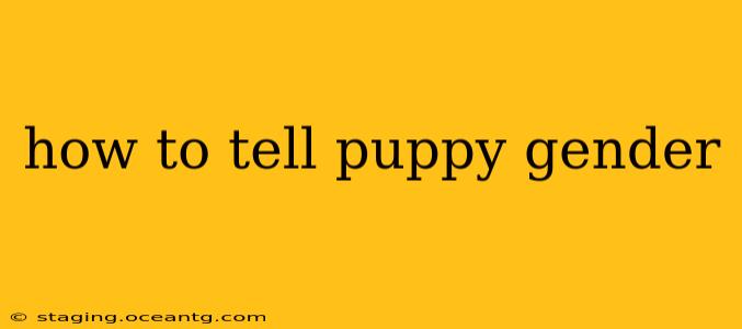 how to tell puppy gender