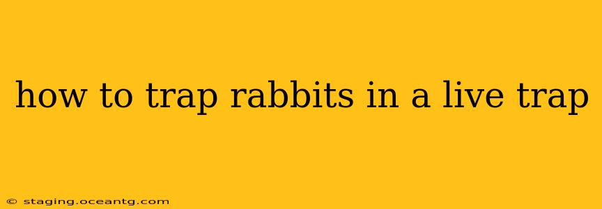 how to trap rabbits in a live trap