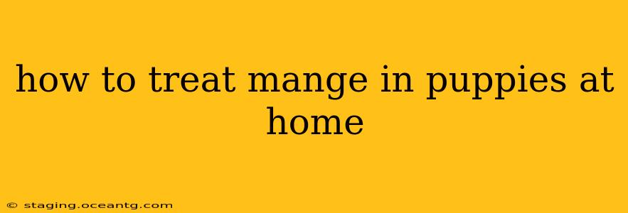how to treat mange in puppies at home