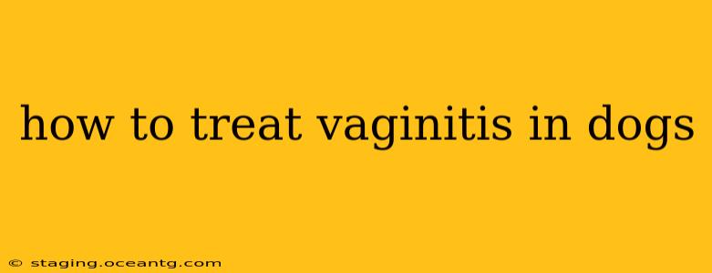 how to treat vaginitis in dogs
