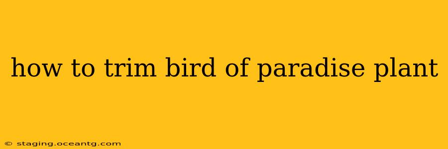 how to trim bird of paradise plant