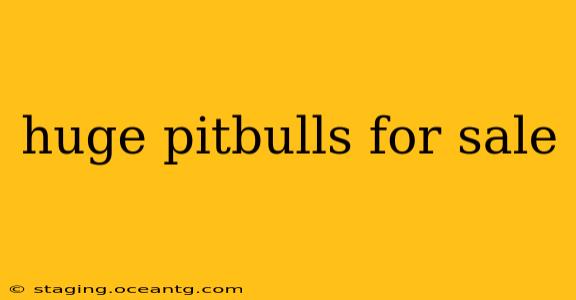 huge pitbulls for sale