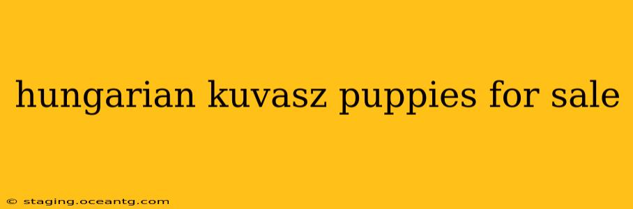 hungarian kuvasz puppies for sale