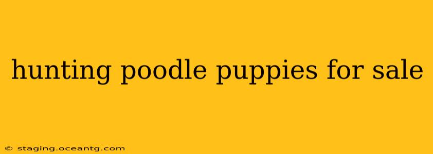 hunting poodle puppies for sale