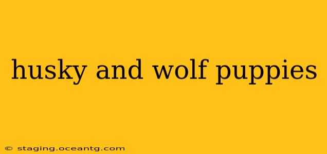 husky and wolf puppies