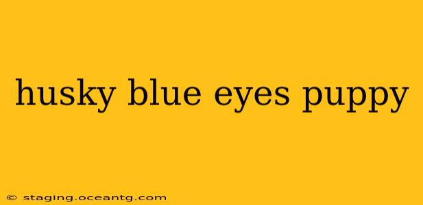husky blue eyes puppy