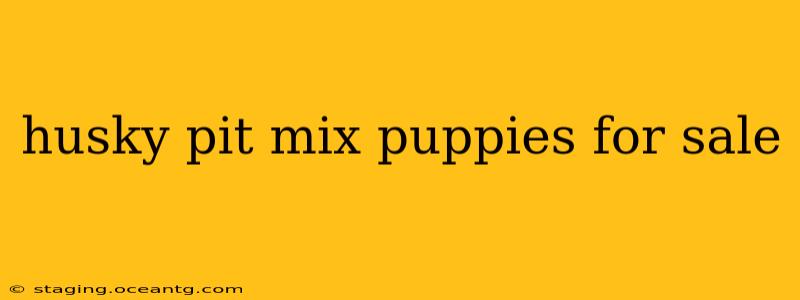 husky pit mix puppies for sale