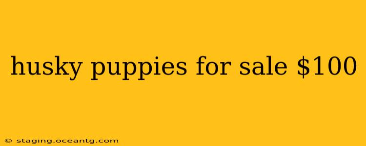 husky puppies for sale $100