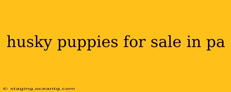 husky puppies for sale in pa