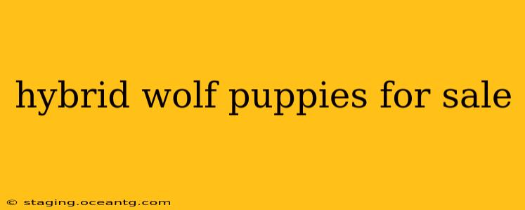 hybrid wolf puppies for sale