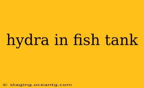 hydra in fish tank