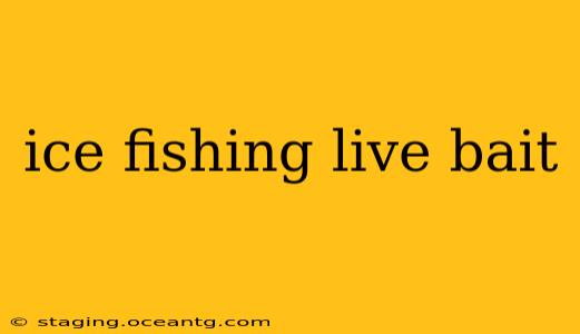 ice fishing live bait