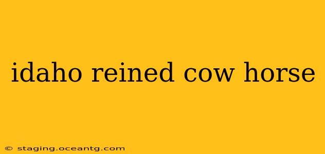 idaho reined cow horse