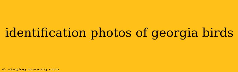 identification photos of georgia birds