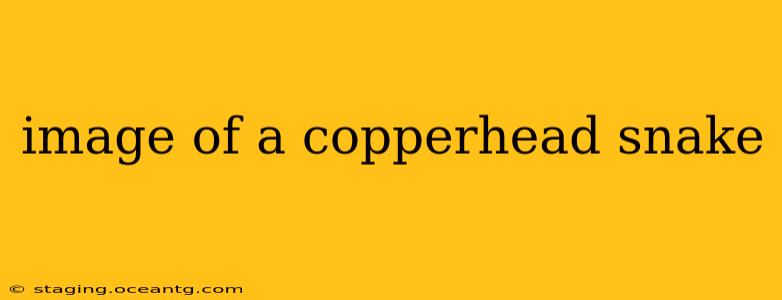 image of a copperhead snake