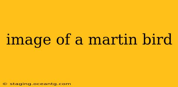 image of a martin bird