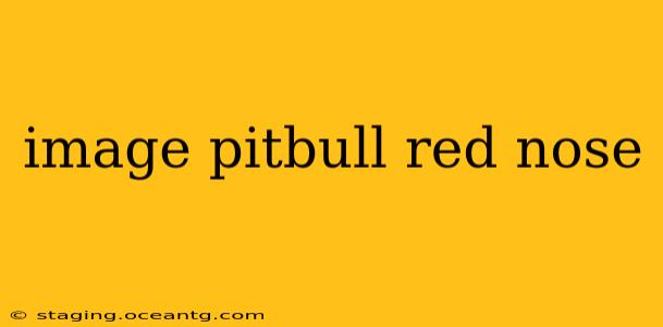 image pitbull red nose