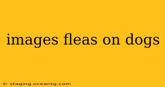 images fleas on dogs