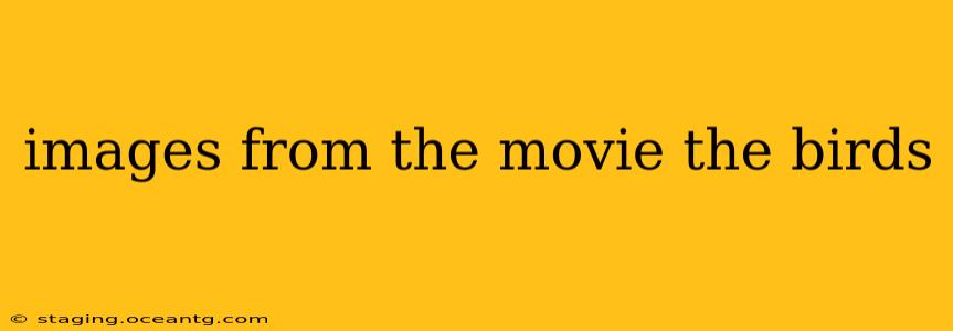 images from the movie the birds
