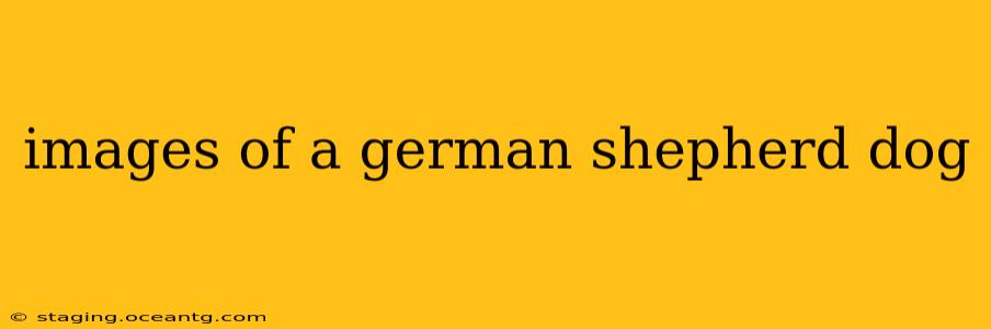 images of a german shepherd dog